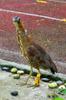 doctored Malayan Night Heron Gorsachius melanolophus on track across the street from TaiDa vet