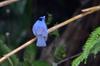 Black-naped Monarch 黑枕藍鶲 Hypothymis azurea oberholseri