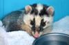 Formosan ferret badger 鼬獾 (you4 huan1) Melogale moschata subaurantiaca rescued