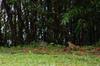 Scaly Thrush, White's Ground Thrush 虎鶇 Zoothera dauma