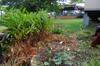 A pond overgrown with galangal