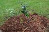 Fruit trees in woody compost mulch
