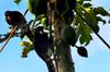 Formosan Blue Magpies in the home papaya
