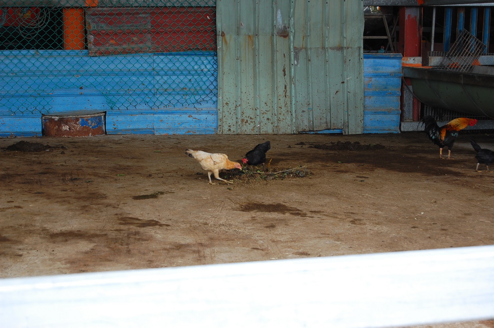 Guanghe Farm in Hualien DSC_6598