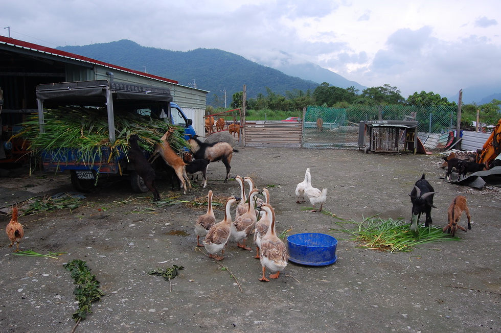 Guanghe Farm in Hualien DSC_6602
