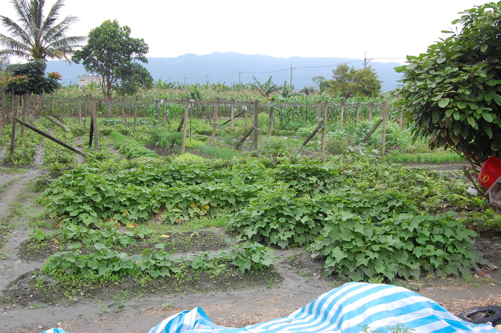 Guanghe Farm in Hualien DSC_6615