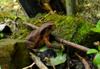 next photo: Taiwan common toad 盤古蟾蜍 (pángǔ chánchú) Bufo bankorensis