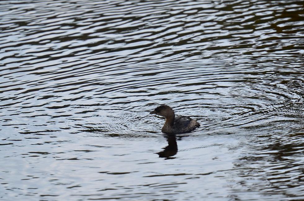 Blue Springs DSC_9892