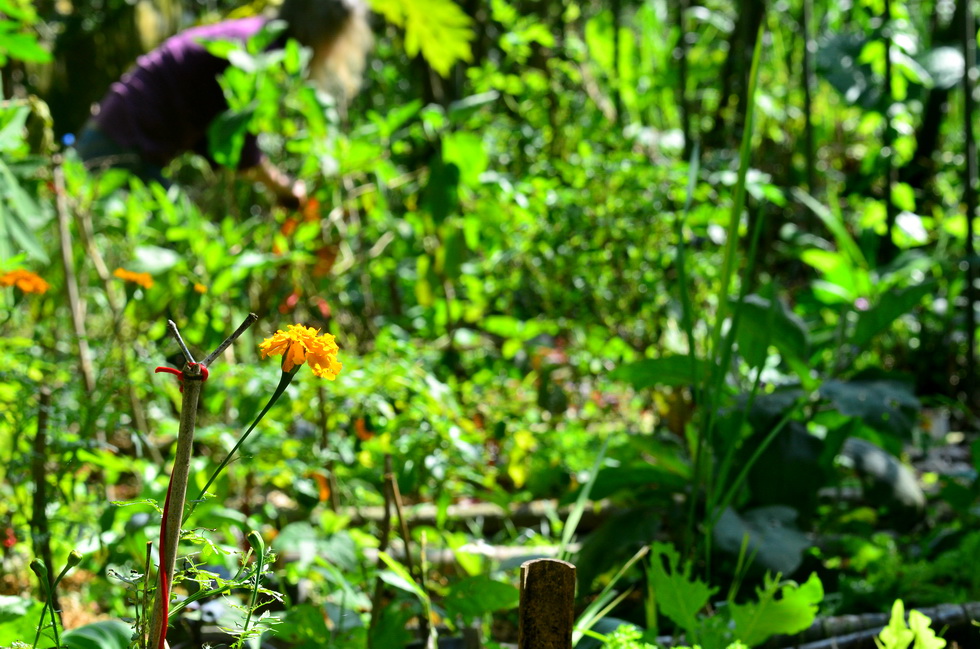 Garden City Community Garden 2013 DSC_0317