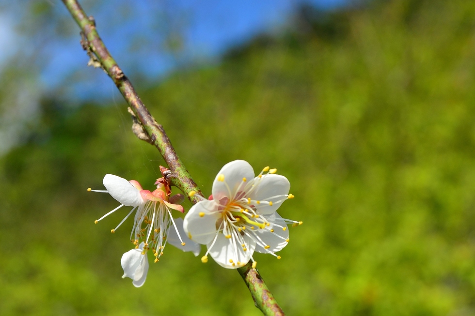 Nic's plum orchard in Luming 鹿鳴 DSC_0366