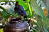 Formosan blue magpies 台灣藍鵲 Urocissa caerulea