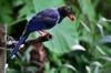 next photo: blue magpie with dog food