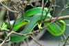 The Greater Green Snake 青蛇 (qīng shé) Cyclophiops major
