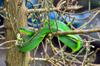 next photo: The Greater Green Snake 青蛇 (qīng shé) Cyclophiops major