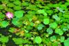 next photo: Lotus flowers in pond at Tankiang University campus