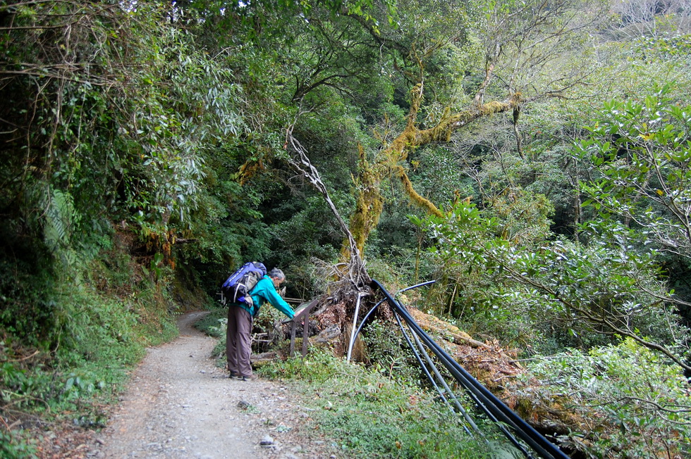 Nenggao Trail 能高越嶺道 DSC_9315
