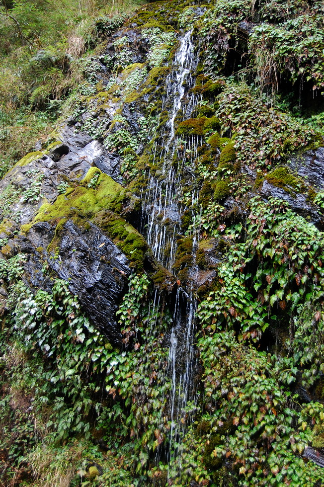 Nenggao Trail 能高越嶺道 DSC_9503