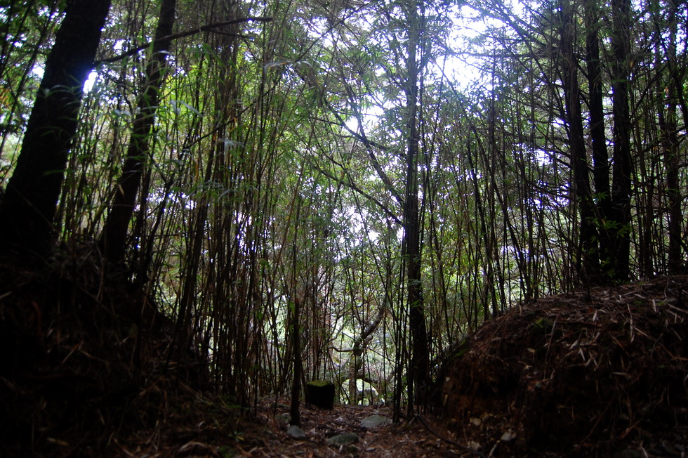 Nenggao Trail 能高越嶺道 DSC_9505