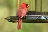 male Northern cardinal - Cardinalis cardinalis