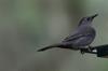 Gray catbird - Dumetella carolinensis