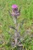 next photo: Yellow Thistle - Cirsium horridulum
