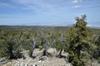 next photo: Looking over mostly mesquite, creosote and joshua tree landscape