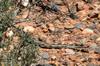 Great Basin gopher snake - Pituophis catenifer deserticola