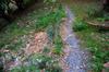 next photo: Path edges need more mulch and the edibles would do better