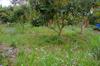 Orchard and grassy understory - working on solution to decrease labor and increase yield