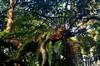 fern in a tree
