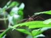 next photo: Diptera [da-wen/big mosquito]