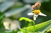 next photo: Plains Cupid 蘇鐵小灰蝶 (sūtiě xiǎo huī dié) Chilades pandava peripatria 蘇鐵小灰蝶