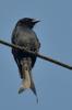 next photo: Black drongo 大卷尾 (dà juàn wěi) Dicrurus macrocercus