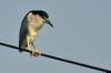 next photo: Black-crowned Night Heron 夜鷺 (yè lù) Nycticorax nycticorax