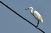 Little Egret 白鷺 (báilù) Egretta garzetta