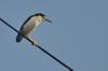 next photo: Black-crowned Night Heron 夜鷺 (yè lù) Nycticorax nycticorax