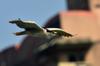 next photo: Black-crowned Night Heron 夜鷺 (yè lù) Nycticorax nycticorax