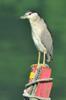 next photo: Black-crowned Night Heron 夜鷺 (yè lù) Nycticorax nycticorax