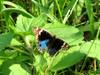 Blue Pansy 孔雀青蛺蝶 (kǒngquè qīng jiá dié) Junonia orithya