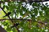 next photo: Asian Glossy Starlings 輝椋鳥 (huī liángniǎo)