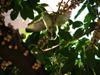 next photo: immature Asian Glossy Starling 輝椋鳥 Aplonis panayensis
