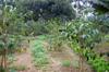 next photo: Agroforestry: coffee and vegetables interplanted.