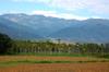 next photo: Local fields around Ruisui area