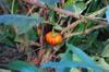 next photo: Close up of tomato-like plant