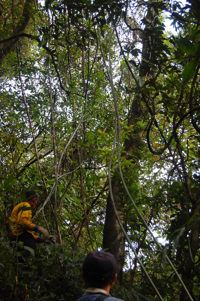 Rattan harvest 黃藤採收 DSC_0152