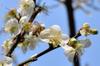 bee in the plum blossoms