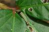 next photo: Caterpillar on an okra plant