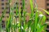 next photo: Office planter wheat