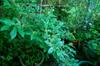 next photo: Taiwan Maesa 台灣山桂花 (táiwān shān guìhuā) Maesa perlaria var. formosana