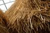 rice straw hay stack